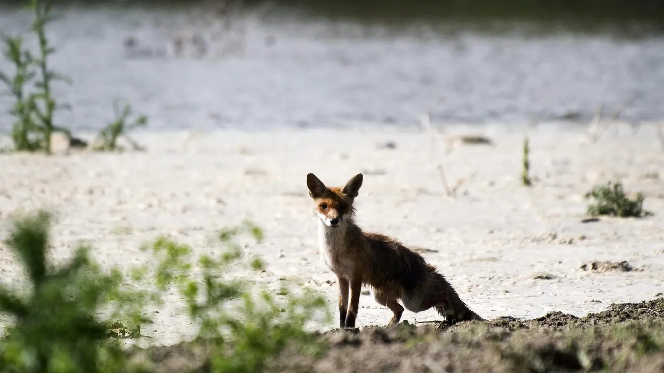 Megkezdődött a rókák veszettség elleni beoltása