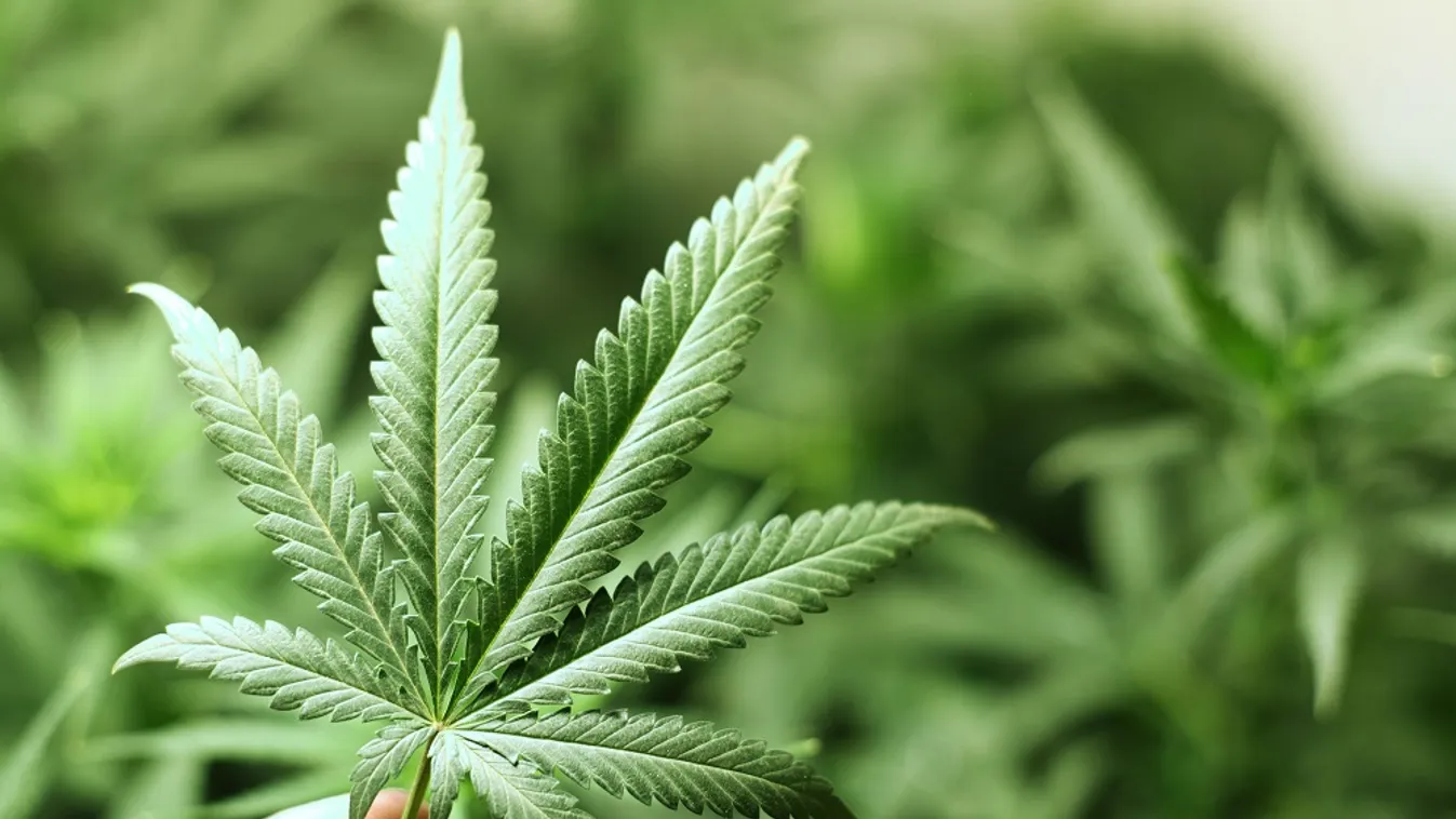 Kannabisztermesztőket ítéltek fegyházbüntetésre Zalaegerszegen