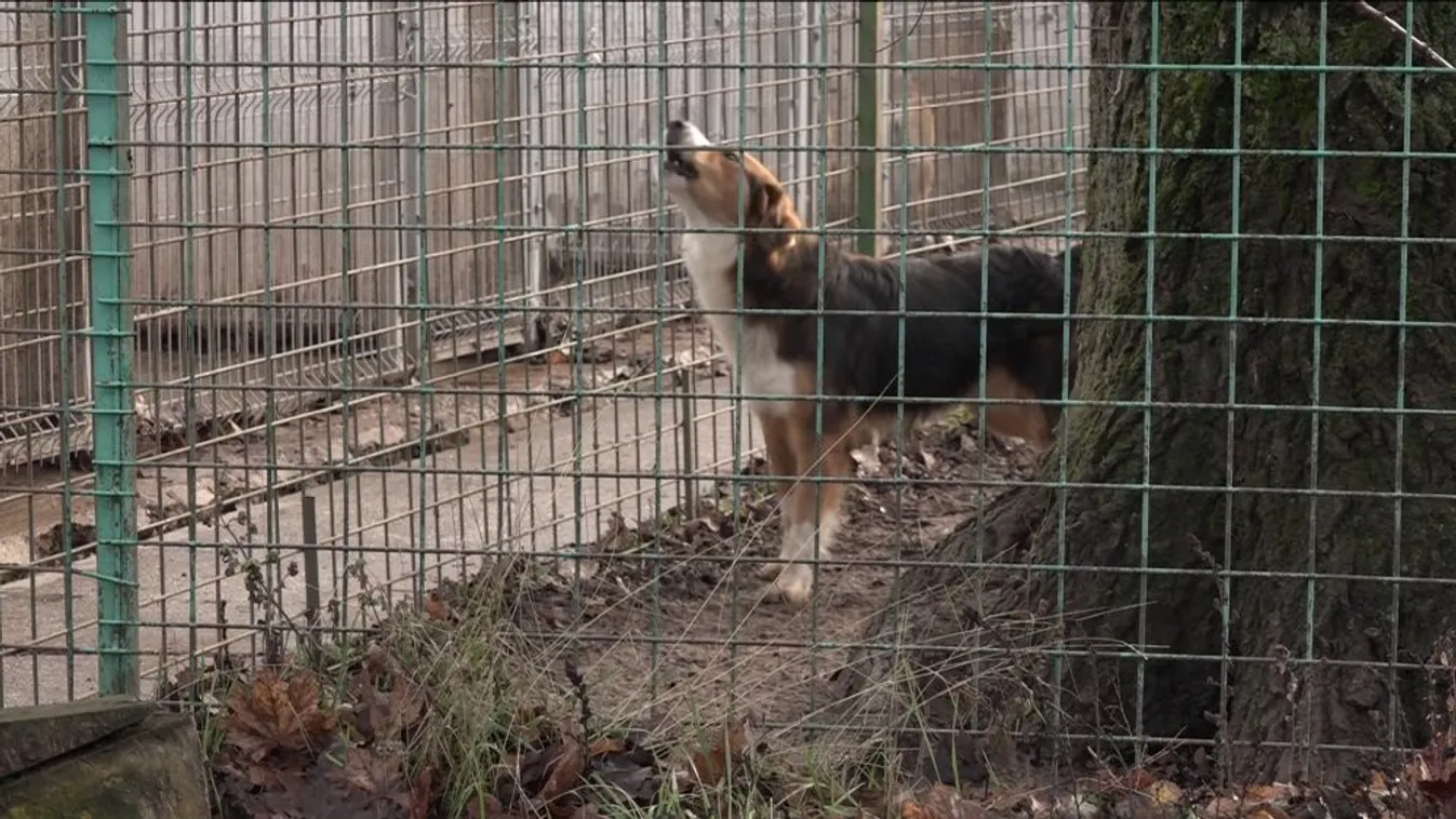 Elsősorban a gyepmesteri szolgálatnál kell keresni az elmenekült kutyákat