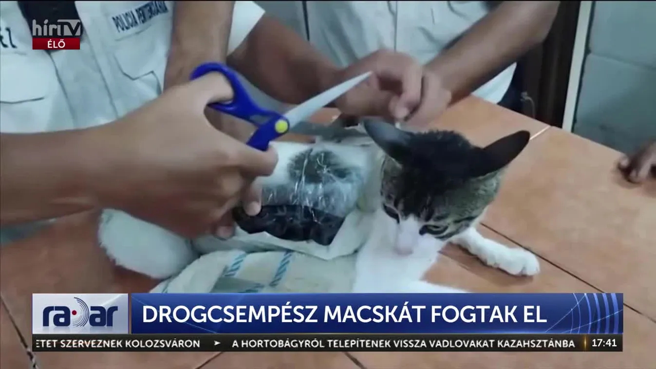 Radar - Drogcsempész macskát fogtak el + videó