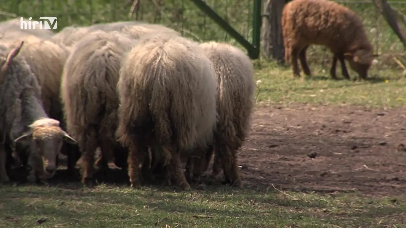 Zöldövezet: Fiatal gazdák összefogásával jött létre az új natúrpark