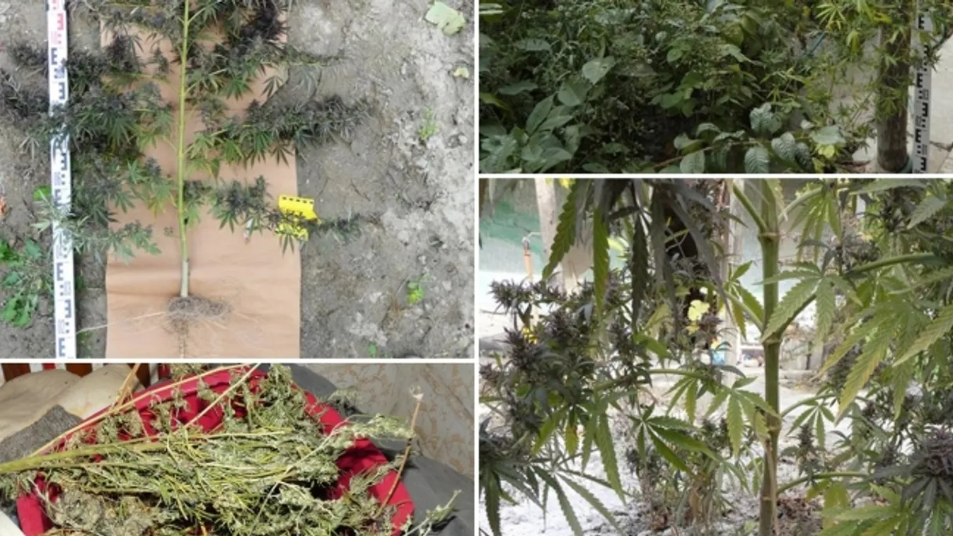 Kábítószer ültetvény Dusnokon