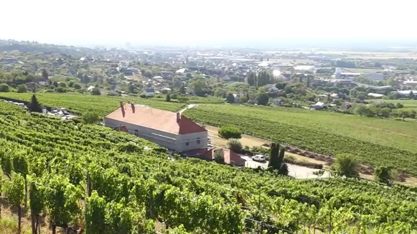 Áldást kapott a pécsi tudományegyetem borbirtoka + videó