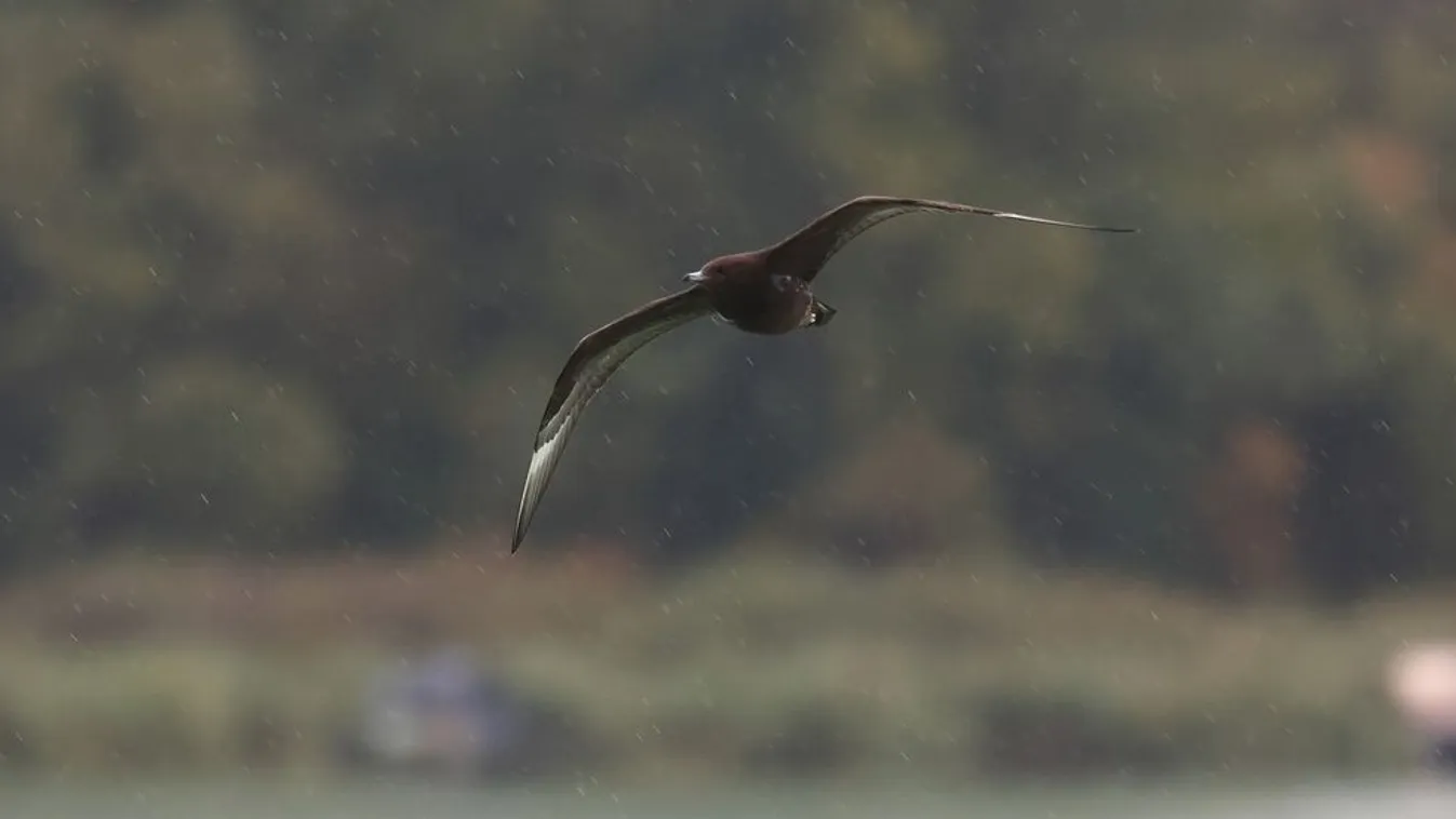 Ritka ragadozó madár érkezett fosztogatni a Balatonhoz