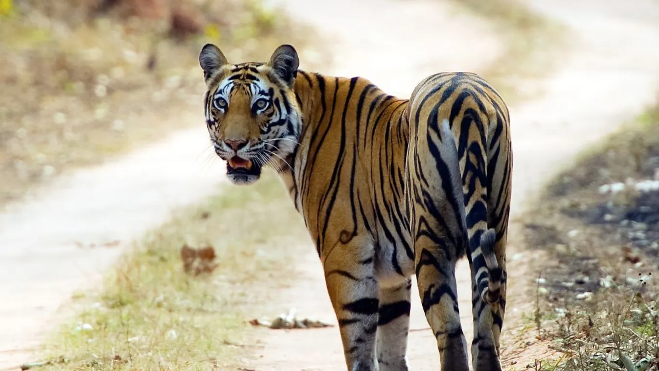 Rekordszámú tigris pusztult el idén Indiában
