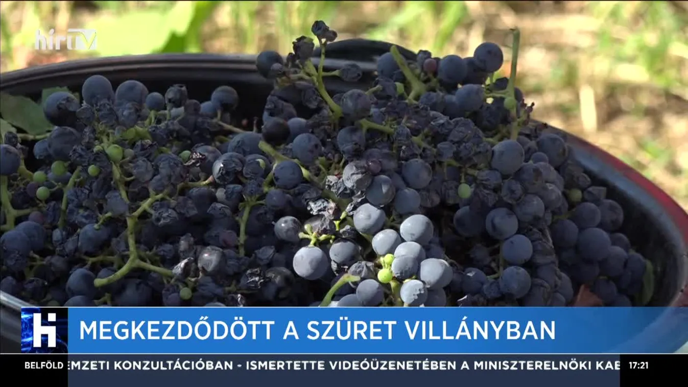 Megkezdődött a szüret Villányban