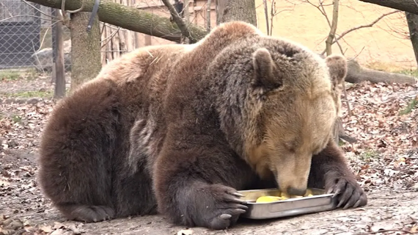 Jó dolguk volt a medvéknek