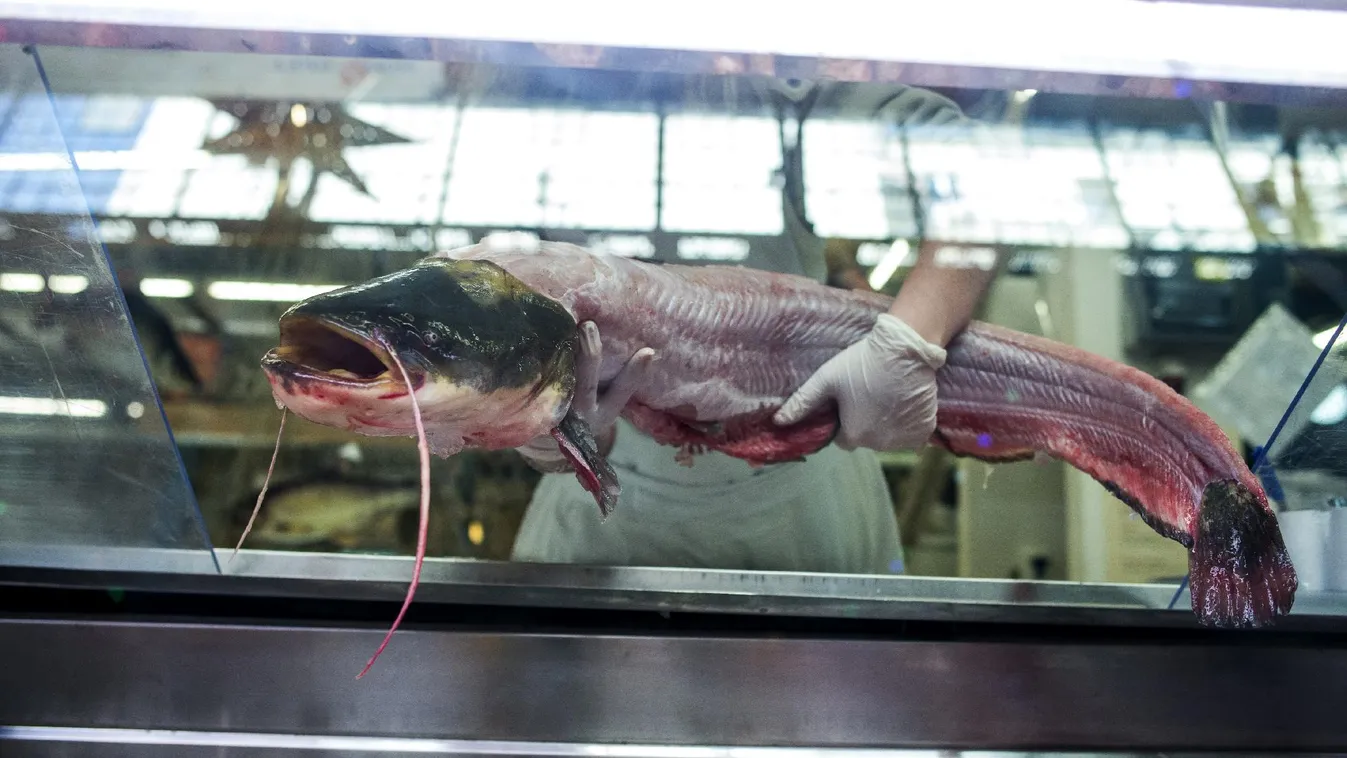 Megélénkülhet a halak iránti kereslet