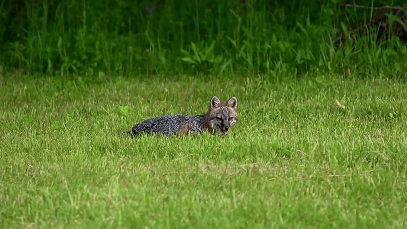 Radar - Küzdelem a veszettség ellen