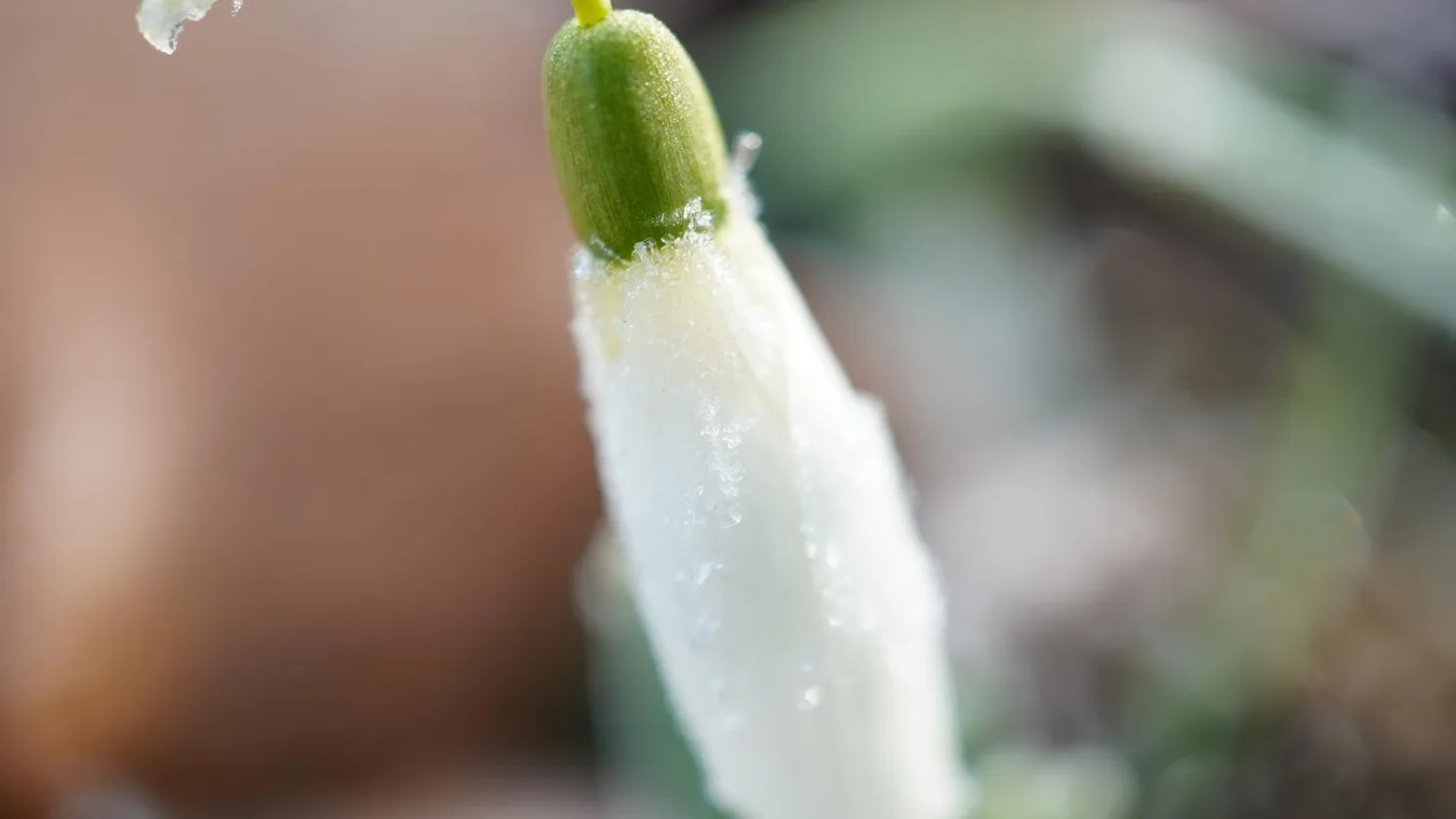 Agrometeorológia: a jövő héten visszatérnek az éjszakai fagyok