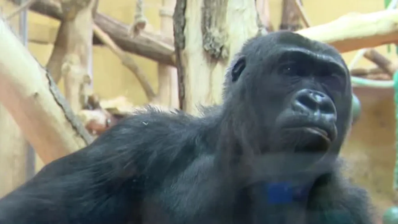 45 éves lett Liesel, hazánk legidősebb gorillája