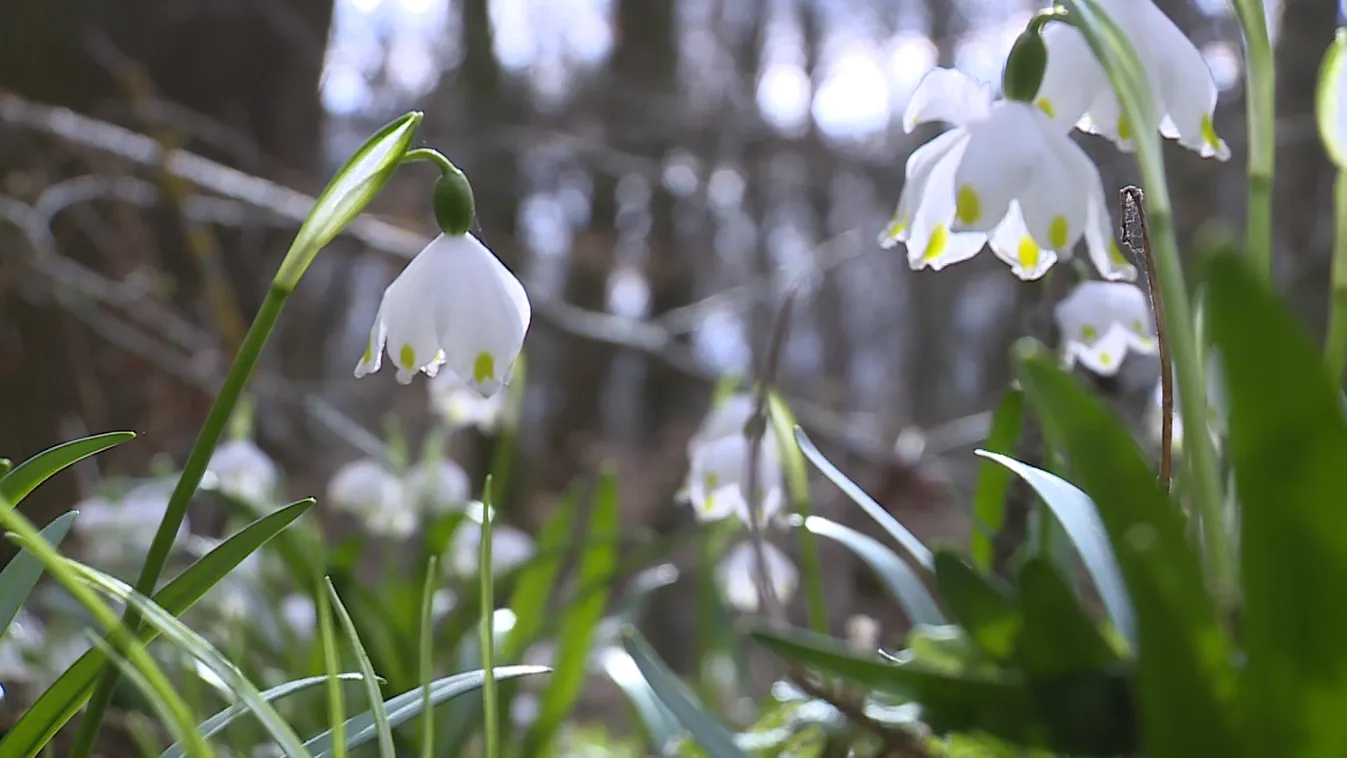 Radar - Tavaszi csodahely: több millió tőzike virágzik