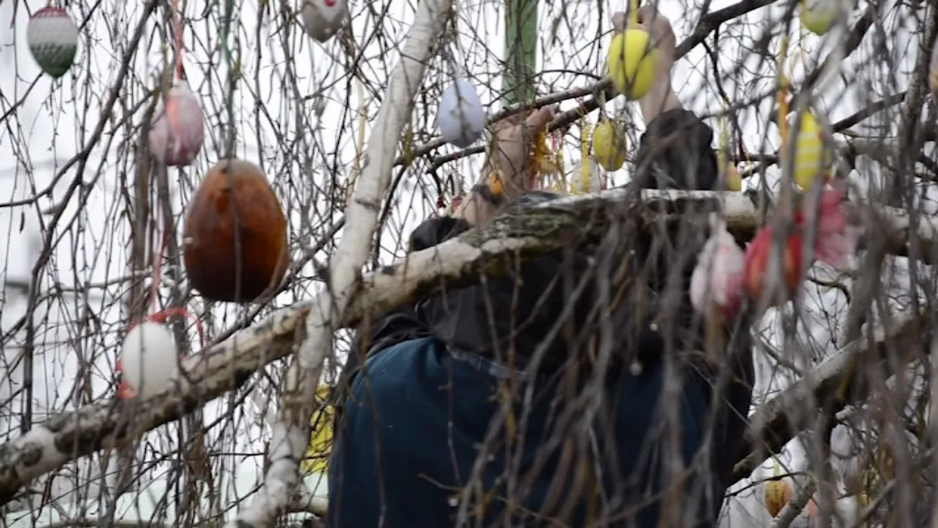 Csodájára járnak a balatonfűzfői tojásfának