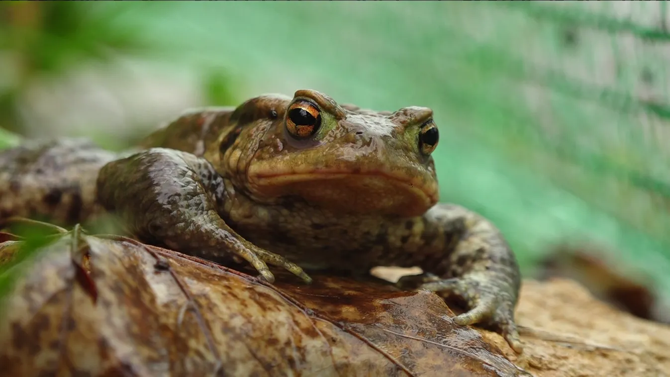 Radar: Békák mentése
