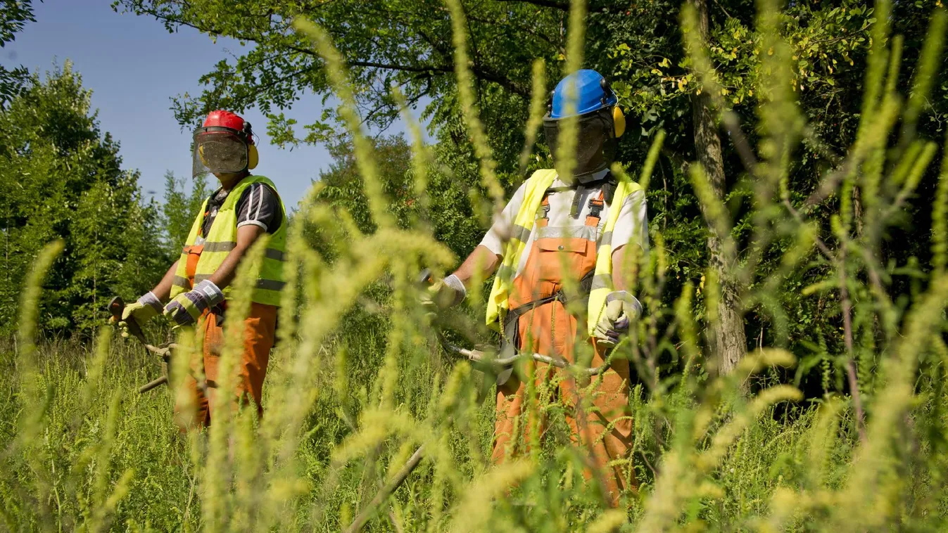 Októberig lehet számítani a parlagfű virágzására