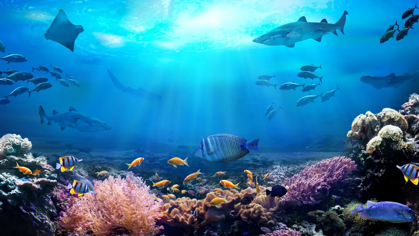 Az ENSZ tagállamai megegyeztek a nyílt tengerek élővilágának védelmét célzó első nemzetközi egyezmény szövegéről