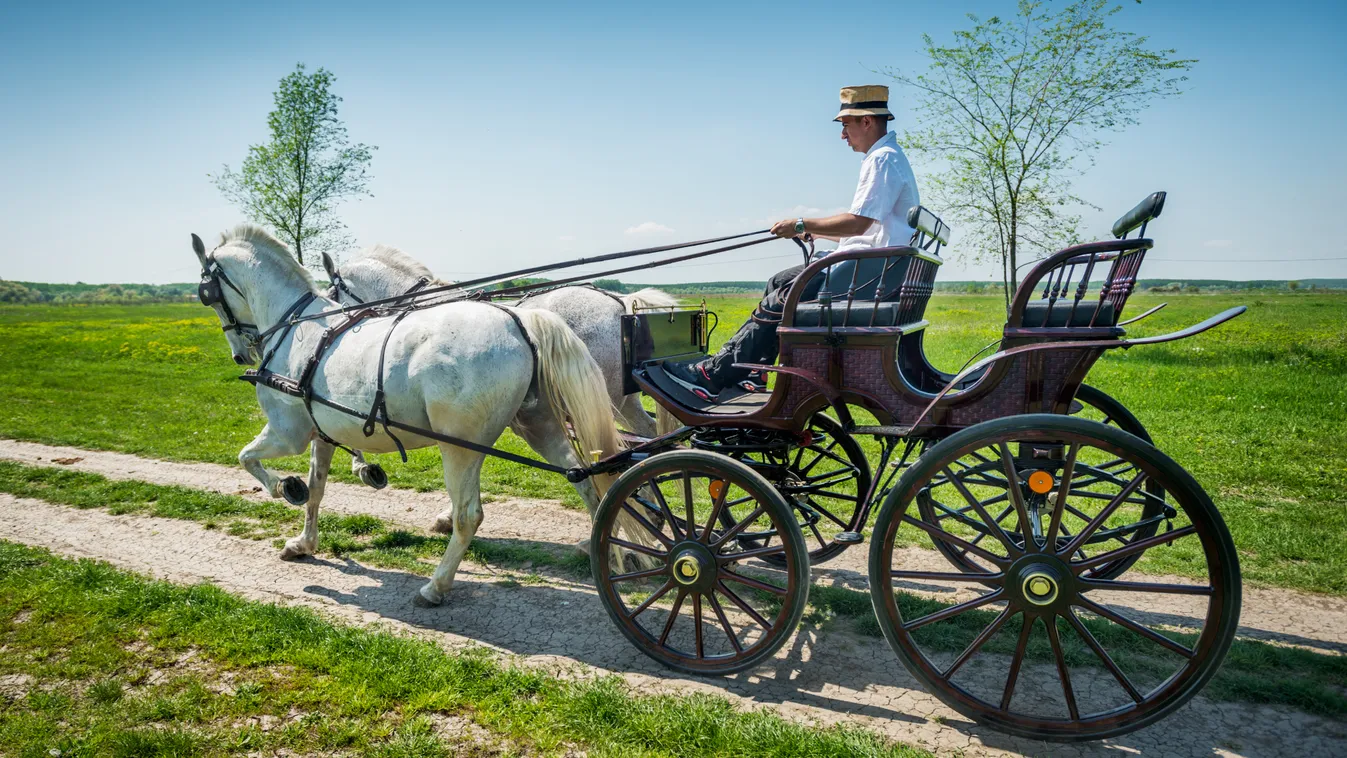 Idén ismét Magyarországon rendezik a fiatal fogatlovak világbajnokságát