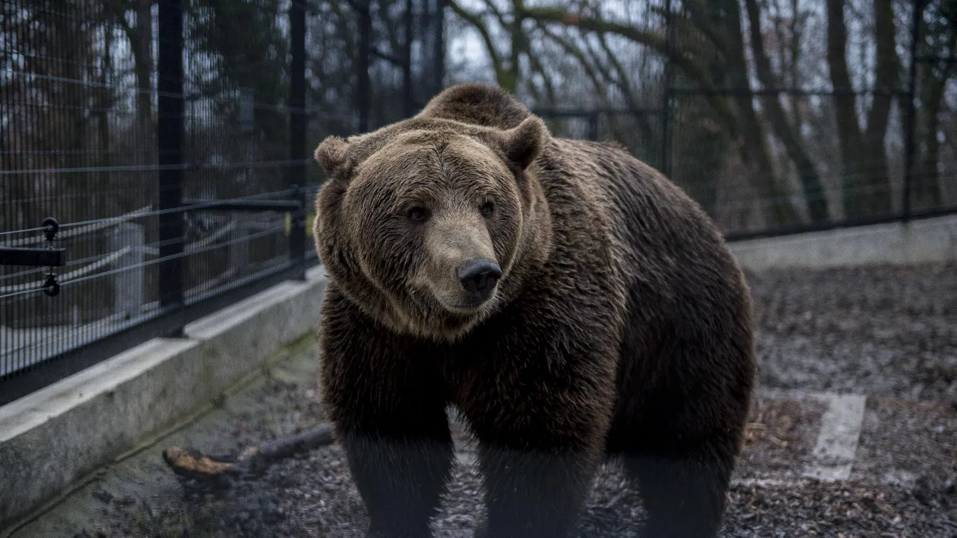Medve támadt rá két férfira Tusnádfürdőn