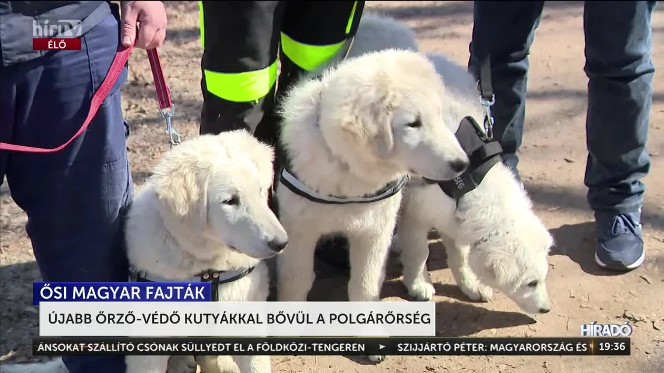 Négylábú kollégákkal bővült a Pilisvörösvári és Zuglói polgárőrség + videó