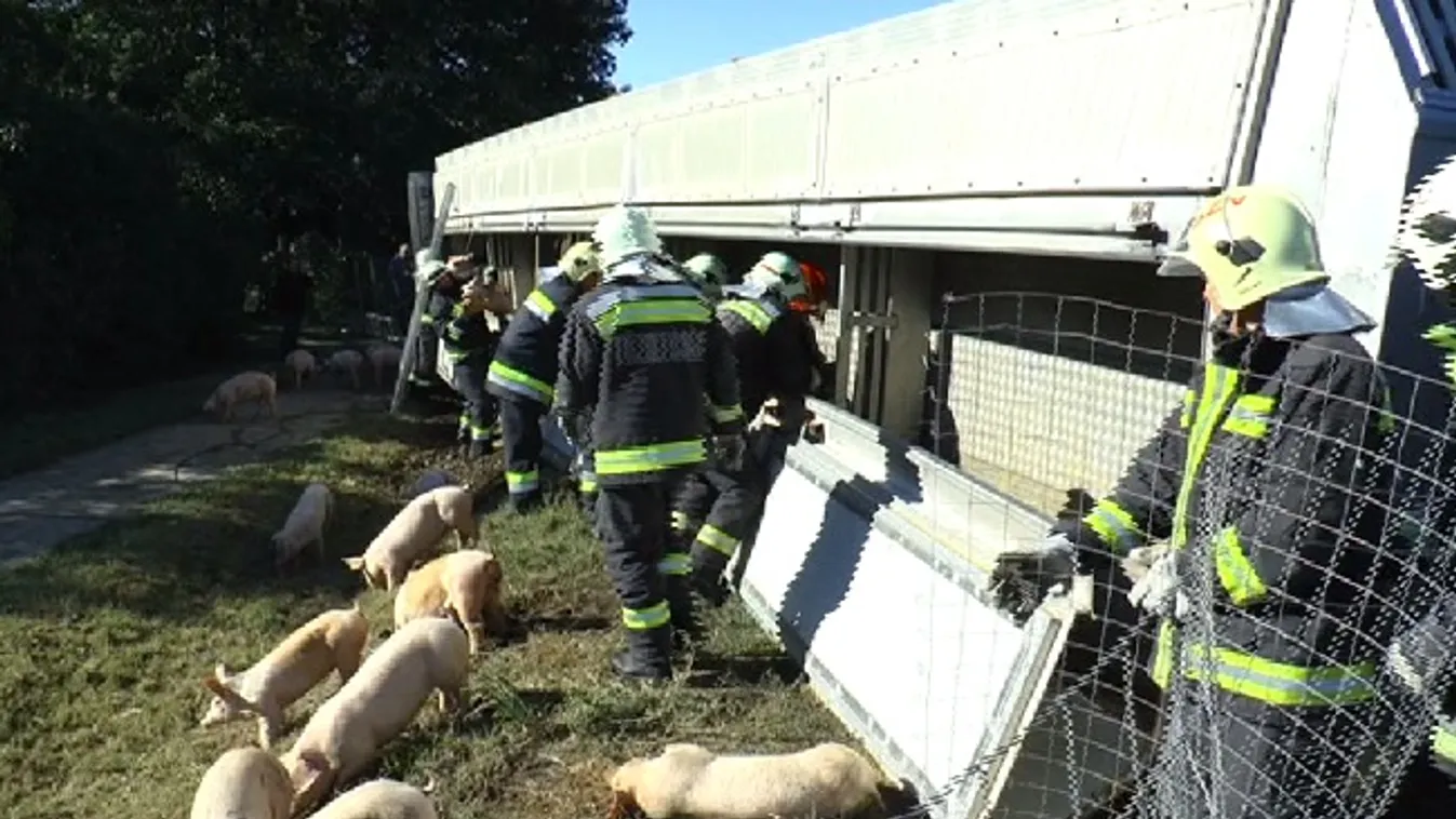 Malacokat szállító kamion borult Öcsödnél