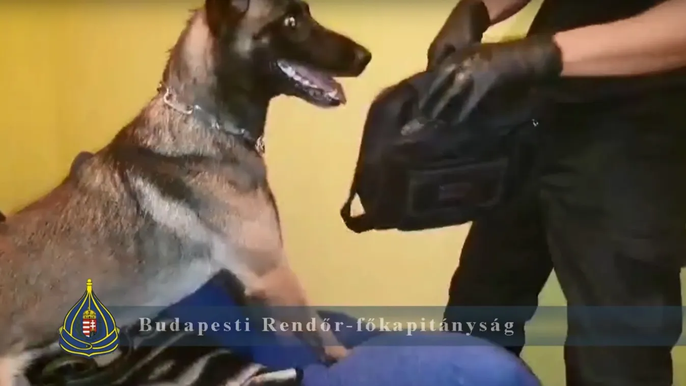 Tico kutya a konyhában szagolta ki a fél kiló drogot
