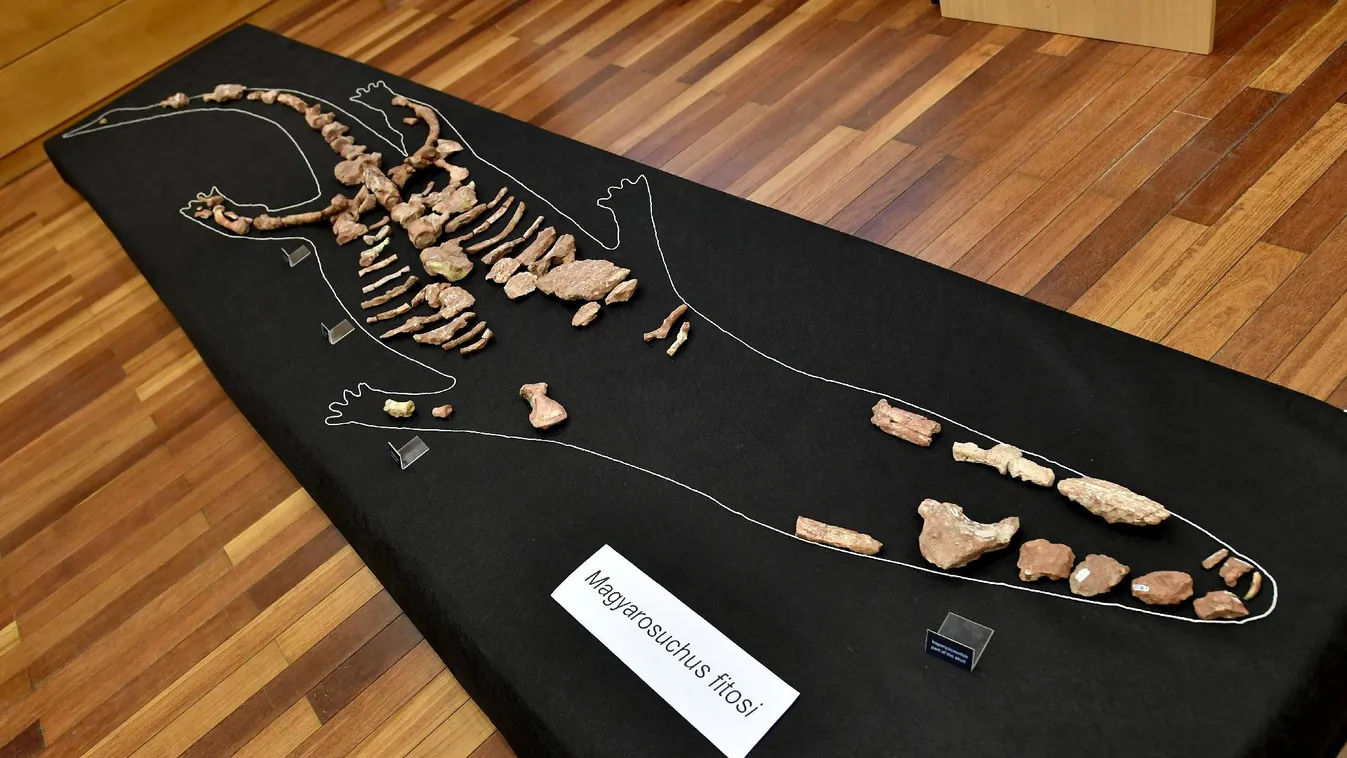 Két évtized után derült fény a gerecsei őskrokodil titkára