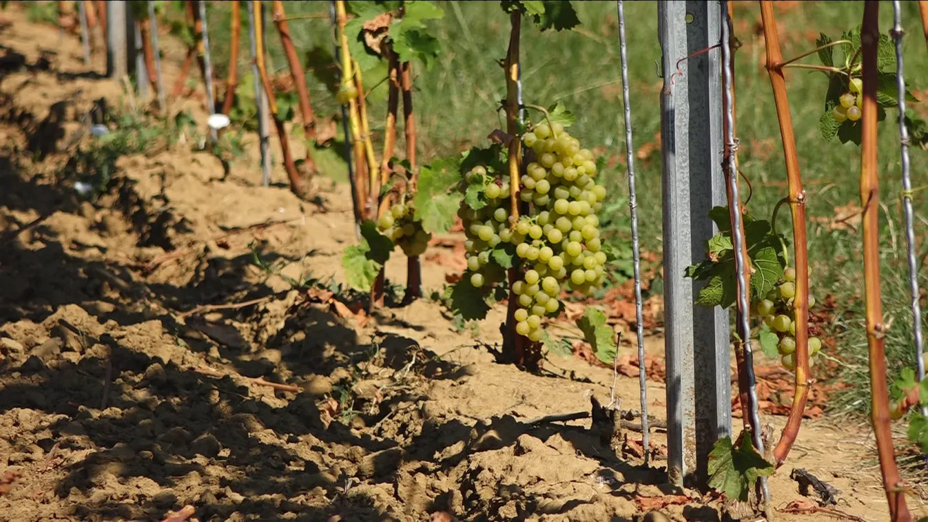 A borvidékeken is gondot okoz a szárazság