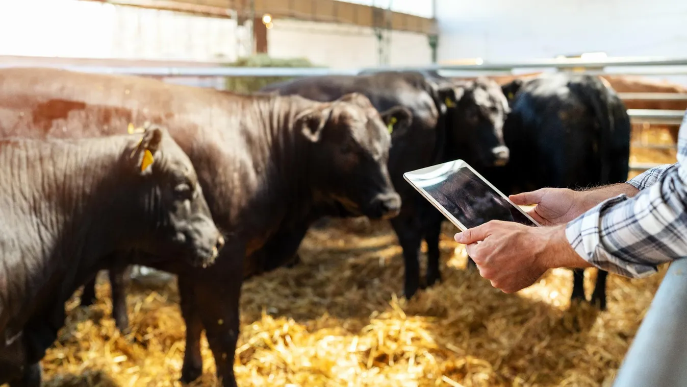 Uniós szinten is kiemelkedő a hazai állattenyésztés teljesítményének növekedése