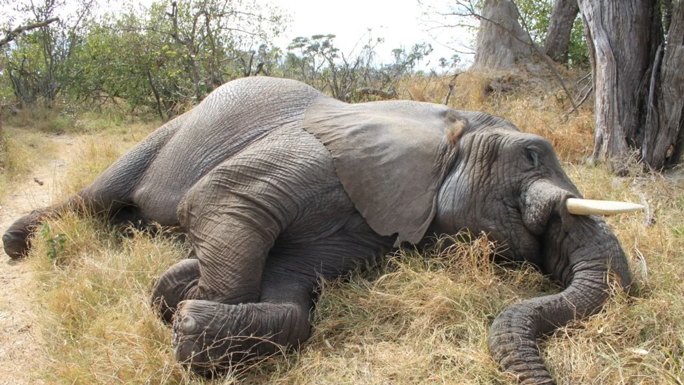 Újabb 10 elefánt tetemét találták meg Zimbabwéban