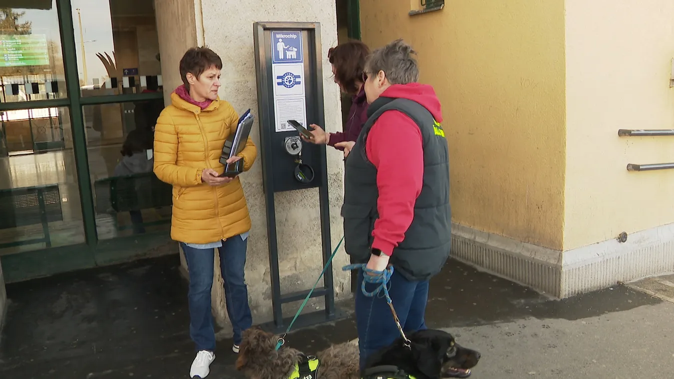 Állatbarát lett a vasútállomás Székesfehérváron + videó
