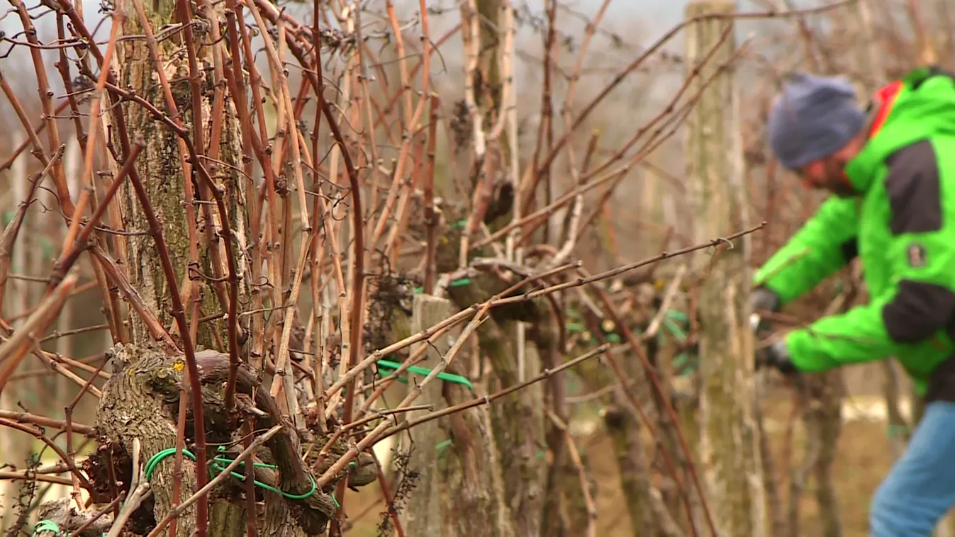 Radar - Metszik a szőlőt a Soproni Borvidéken