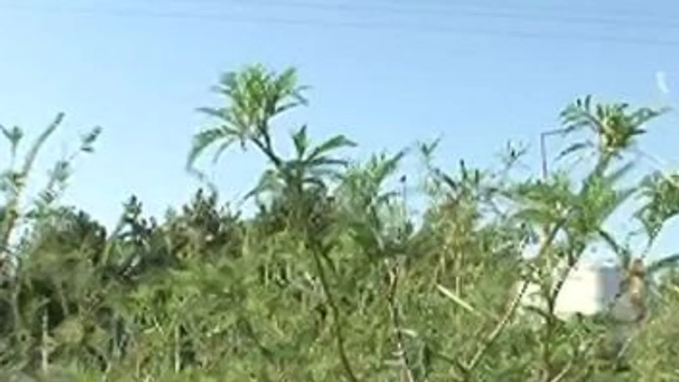 Emelkedik a parlagfű pollenkoncentrációja