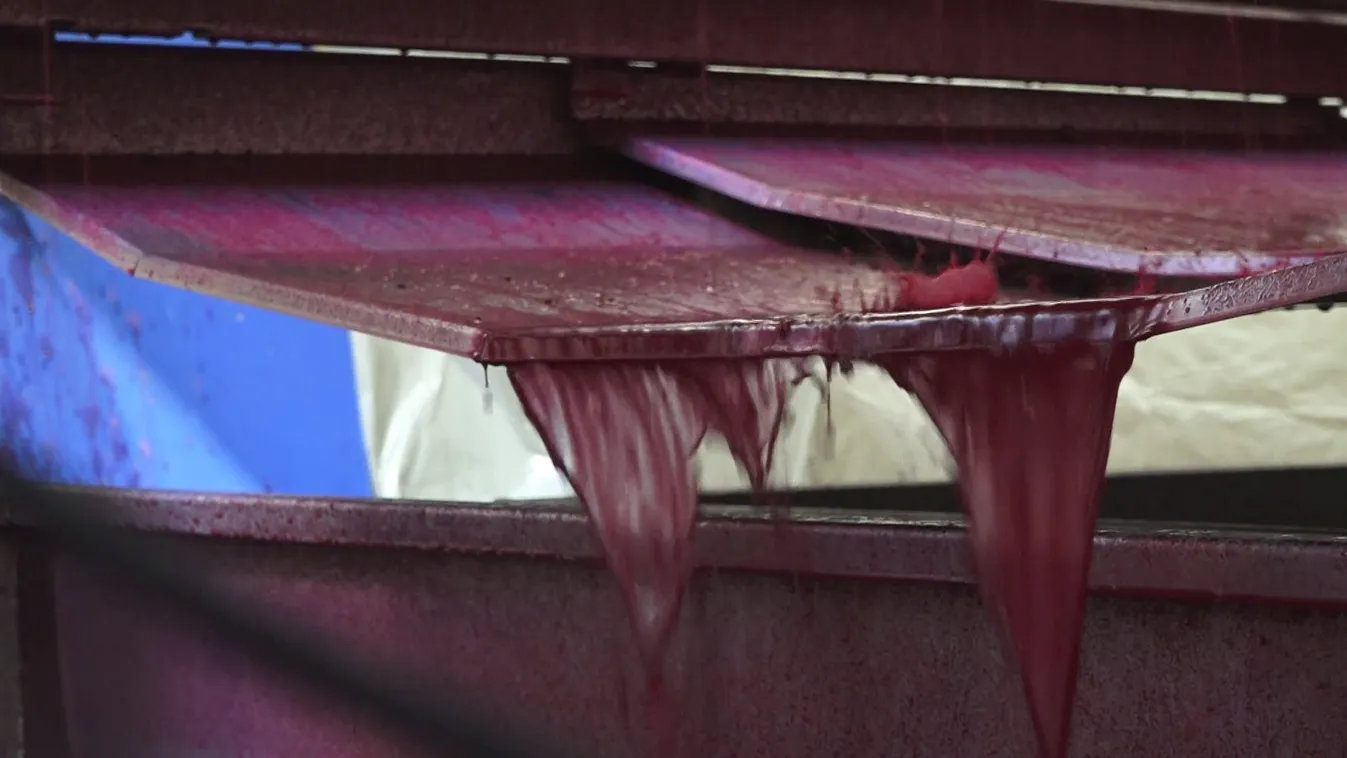 Befejeződött a szüret Villányban