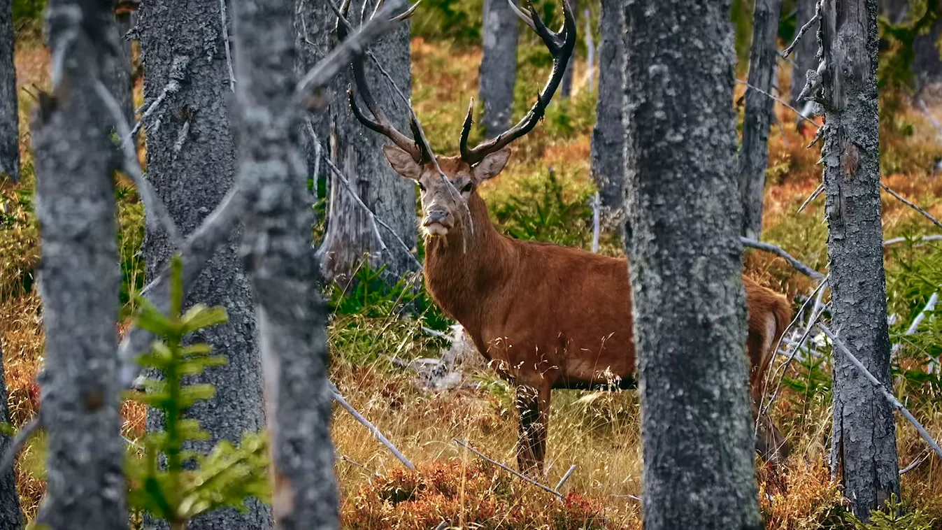 Radar – Csobánc szarvasbőgés idején