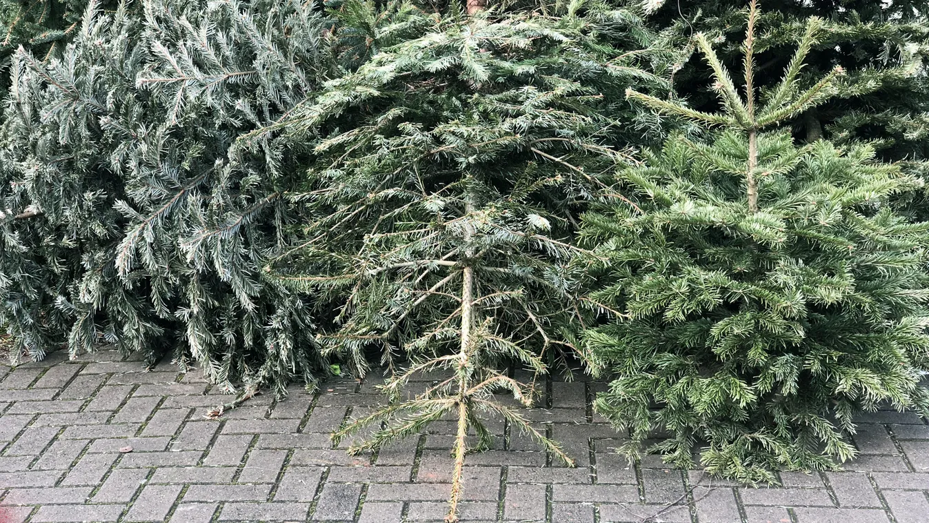 Több mint félmillió fenyőfát tesznek ki a fővárosi utcákra az ünnepeket követően + videó