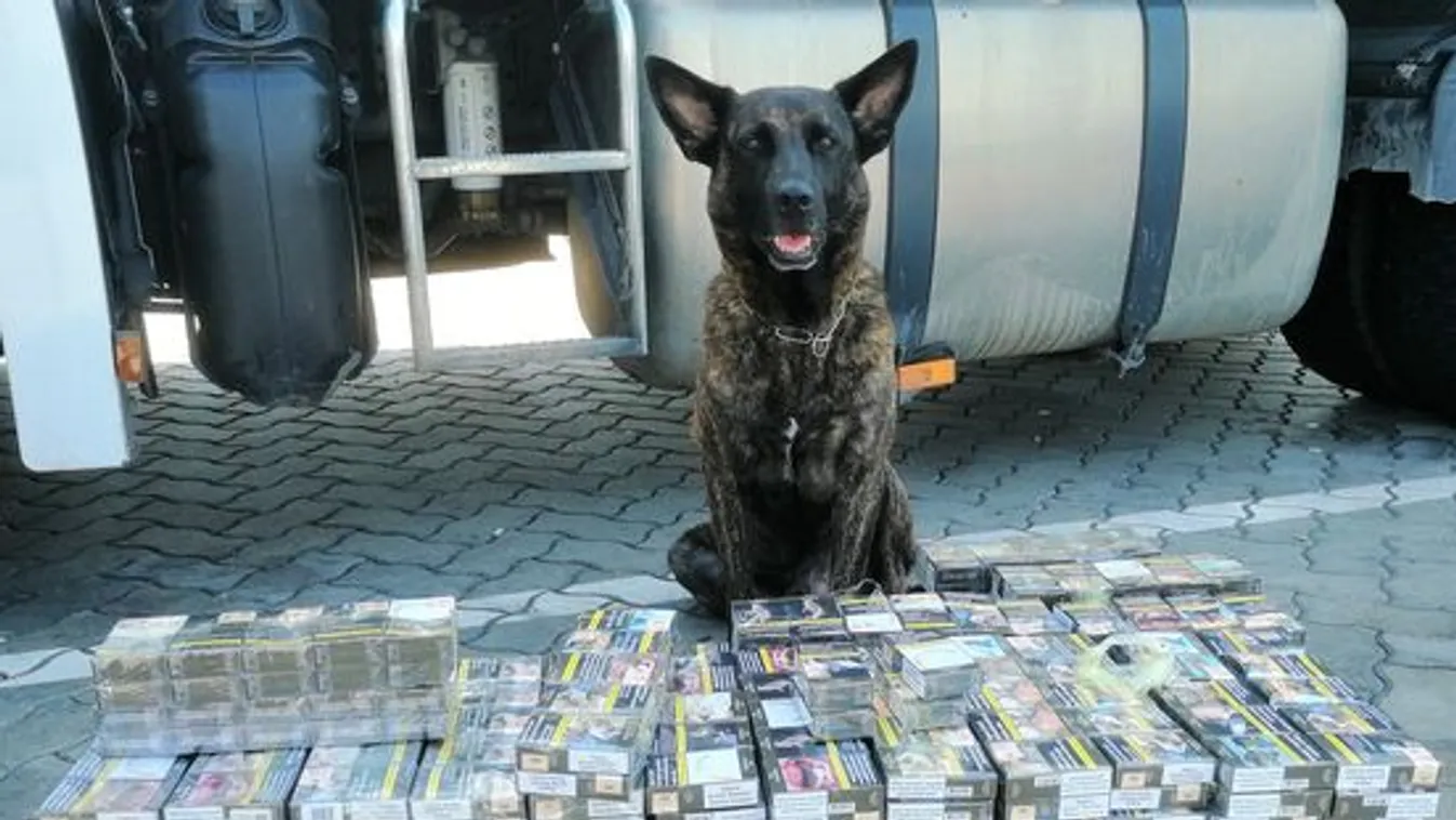Másfélmilliós szimatot fogott a NAV szolgálati kutyája
