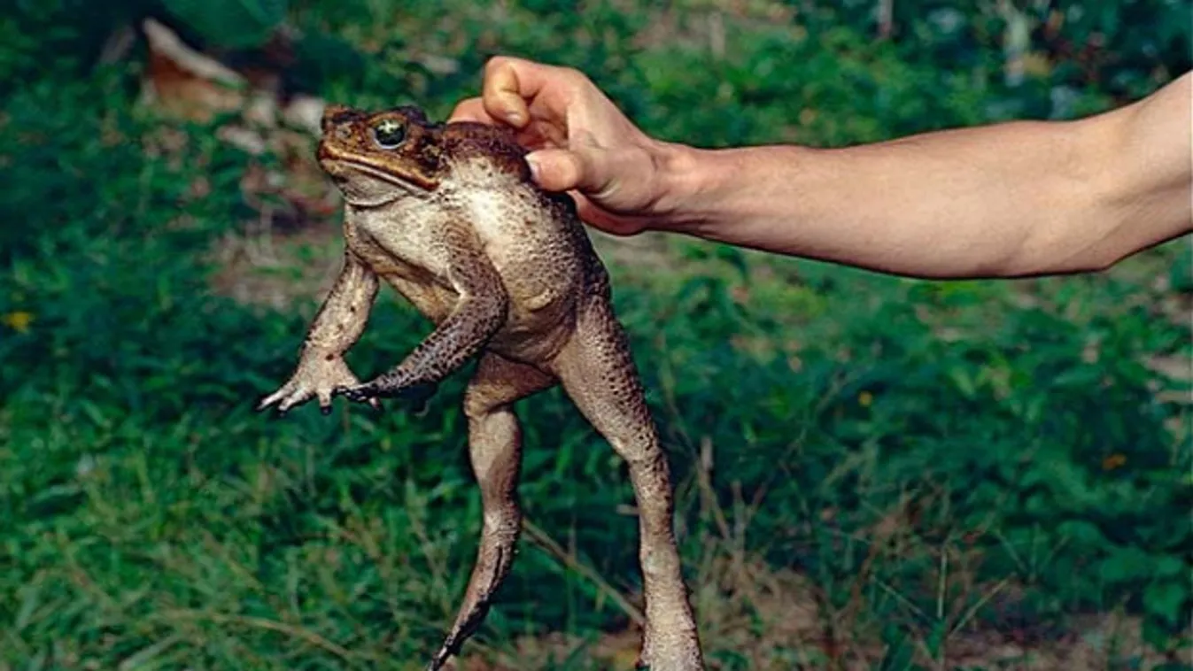 Óriási, 2,7 kilogrammos varangyot találtak Ausztráliában