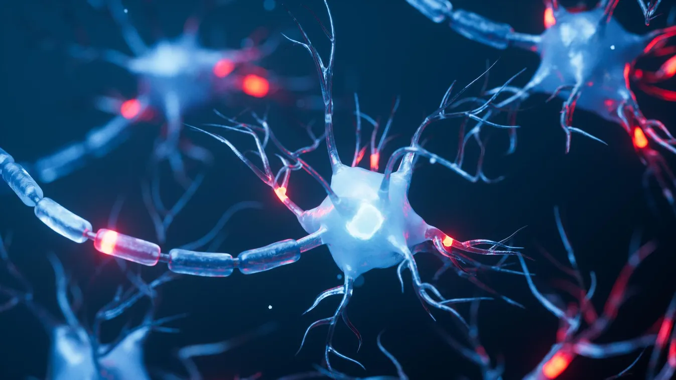 Magyar idegkutatók a világon elsőként tudták egyetlen szinapszis működését vizsgálni