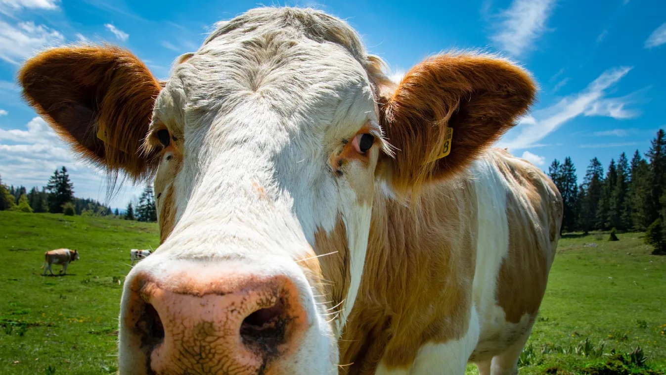 Dániában már a szellentést is megadóztatják