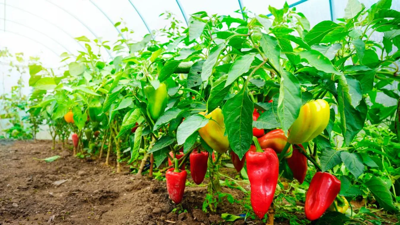 Több mint 670 millió forint zöldségek nemesítésére