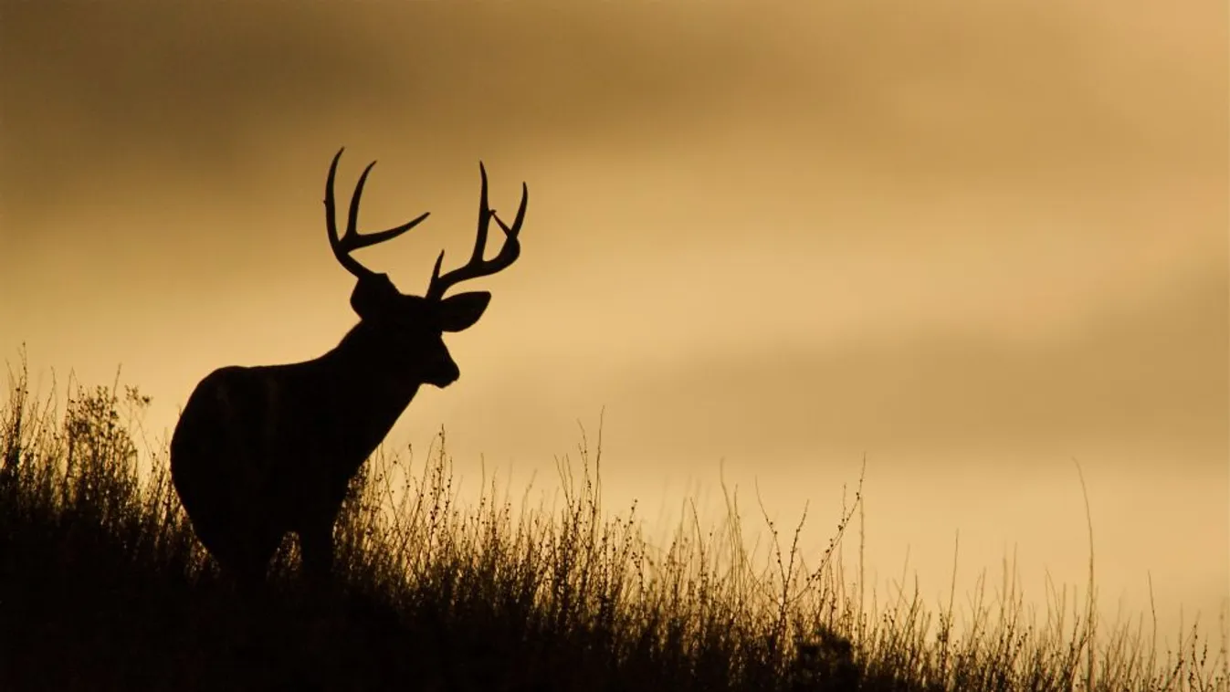 Részleges erdőlátogatási korlátozás szeptemberben