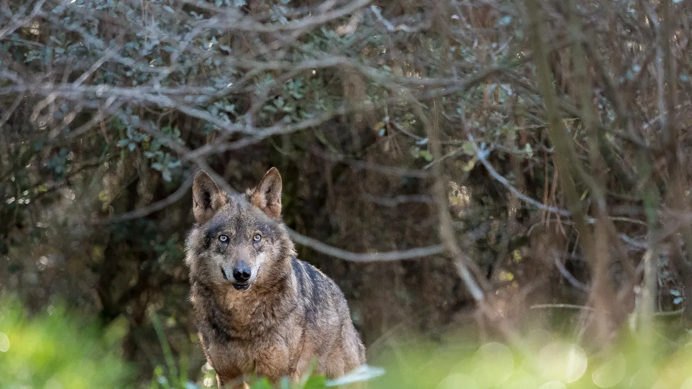 Kihaltnak nyilvánították az ibériai farkast Andalúziában