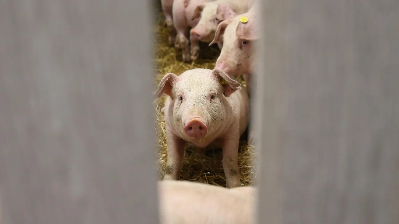 Kerítés épülhet az ukrán határra is