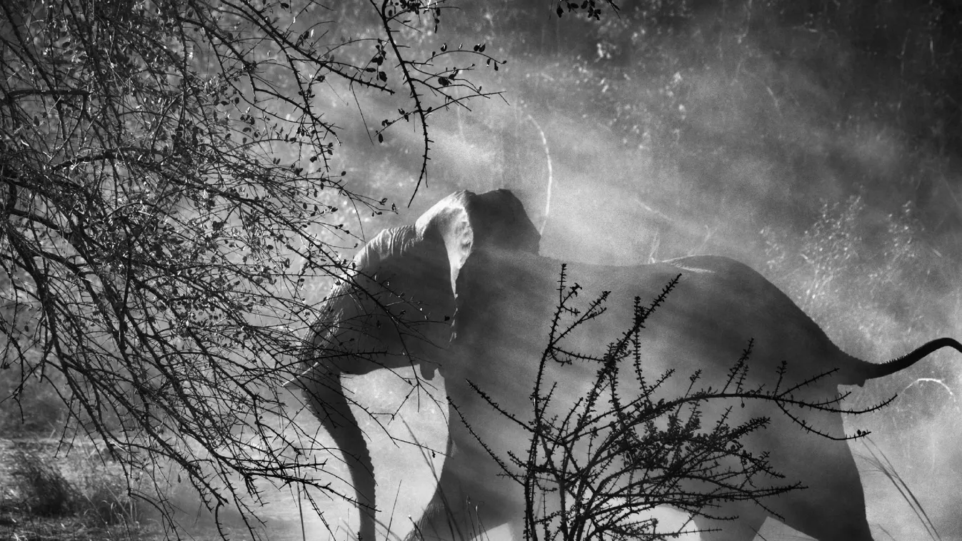 Könnyen kijátszható az EU elefántagyar-törvénye