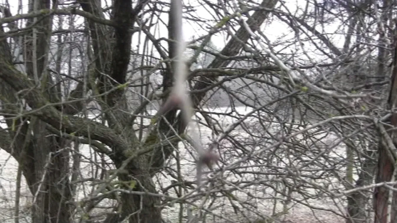 Ittas vadász adhatta le a halálos lövést Hajós közelében