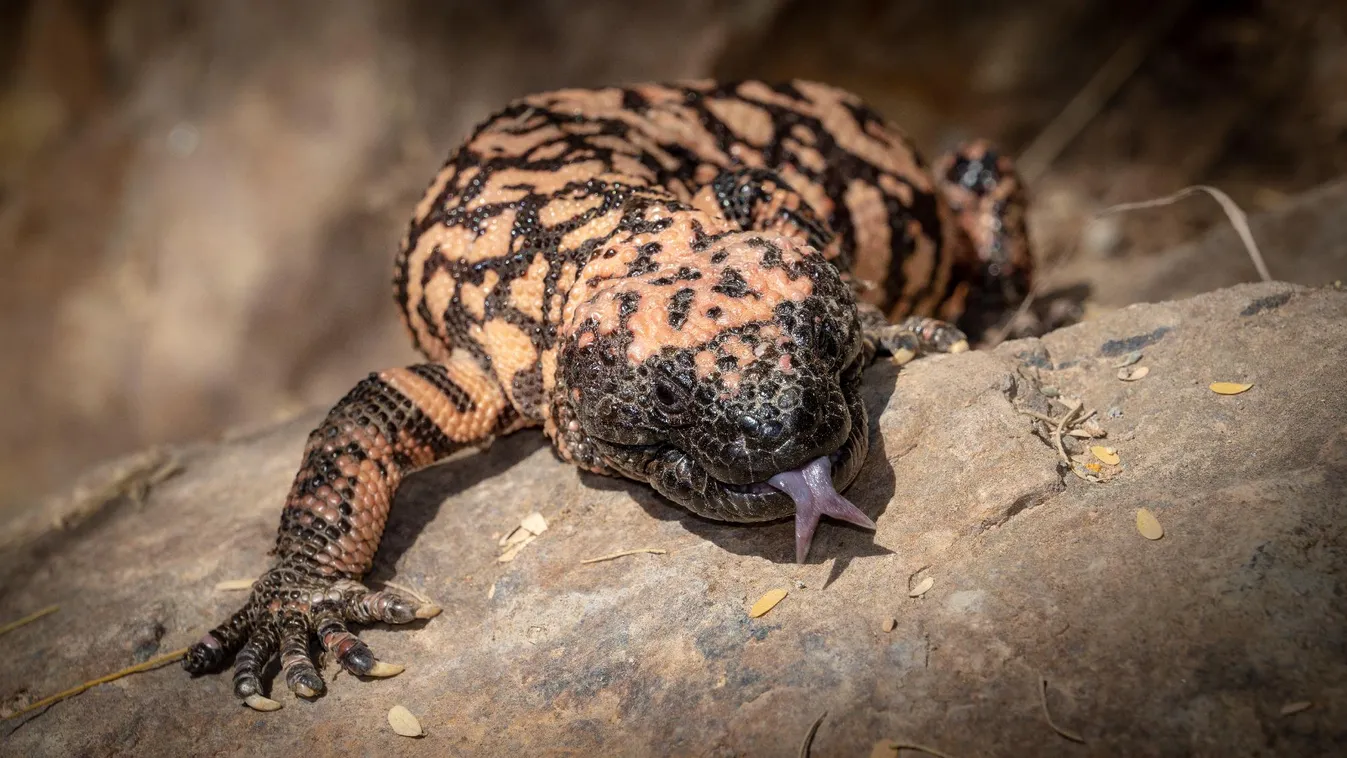 Félelmetes hírű hüllők érkeztek a Szegedi Vadasparkba