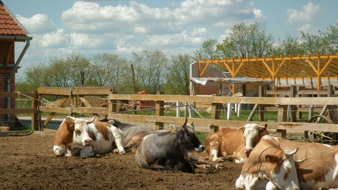 Veszélyben a húsmarhaállomány
