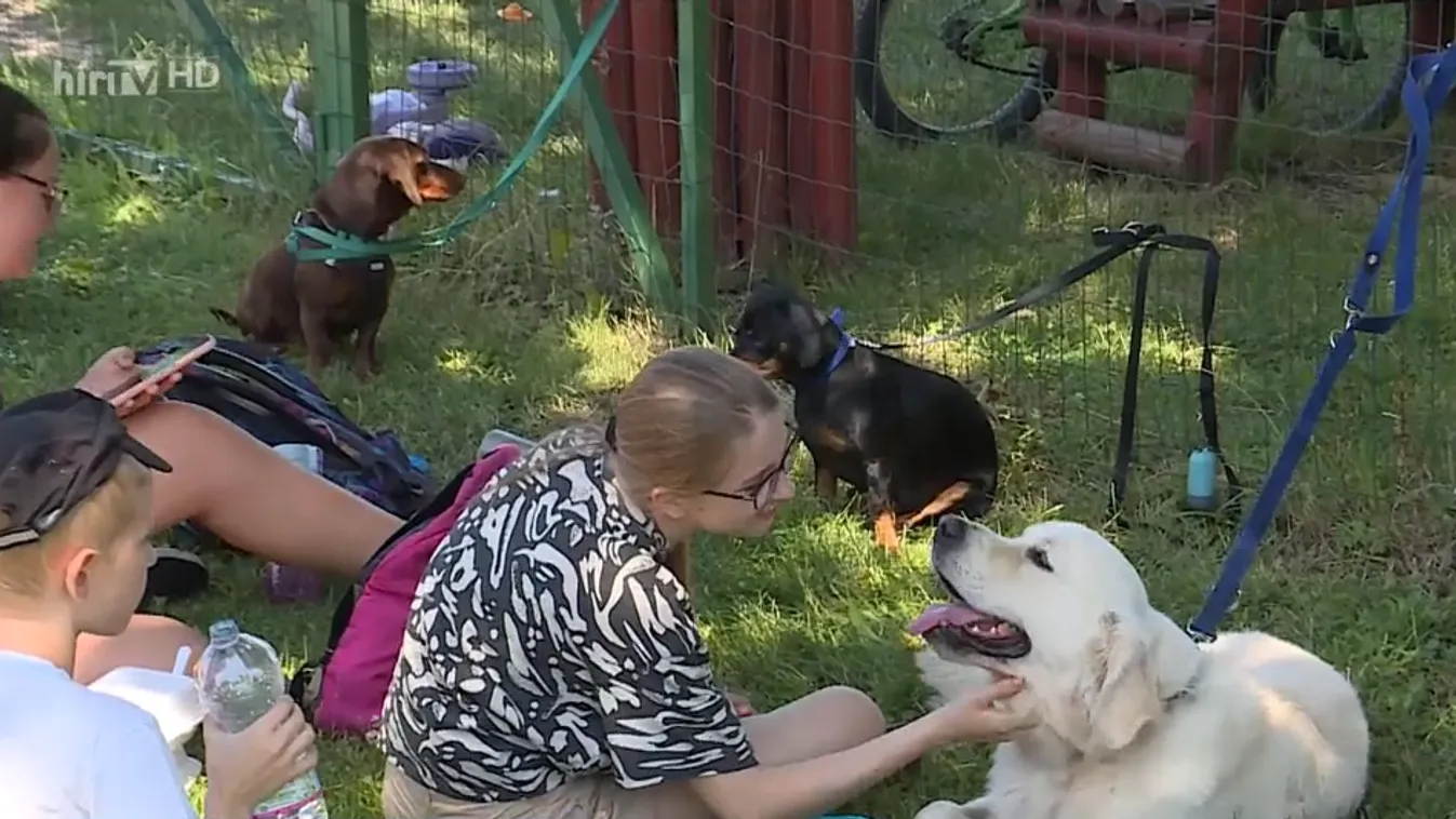 Gyerekek és kutyák közös vakációja a soproni Kutyás Nyári Táborban
