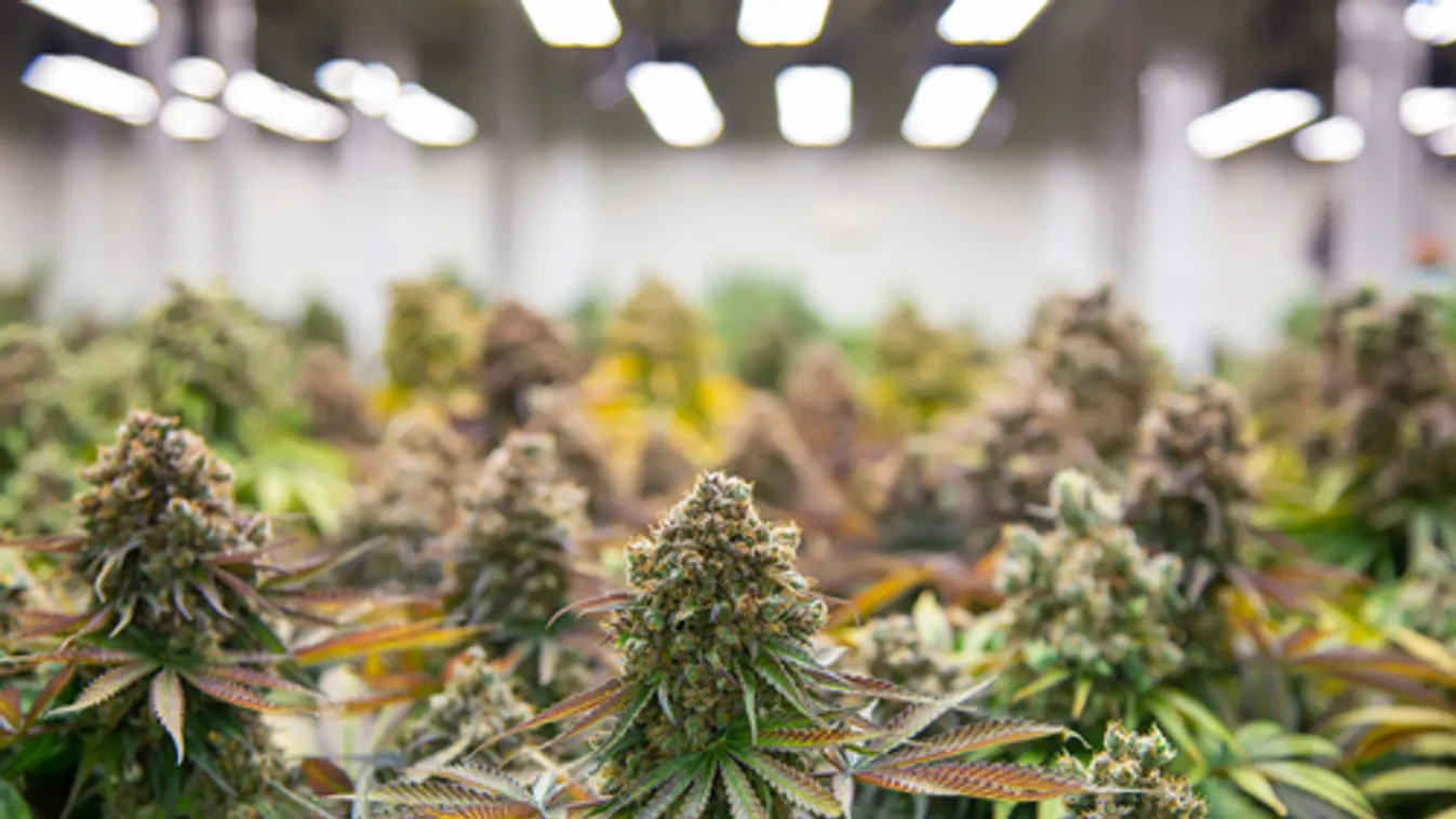 Harminckét tonna kannabisztermést foglaltak le Spanyolországban, a rendőrség szerint a fogás világrekord