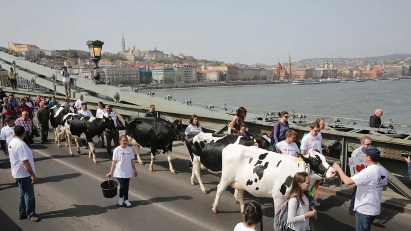 Tehenek lepték el Budapestet